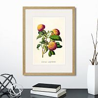 картина: botany illustration №22, 1836г. в Череповце