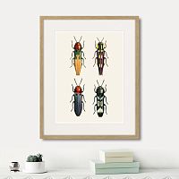 картина: assorted beetles №5, 1735г. в Череповце