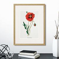 картина: botany illustration №15, 1836г. в Череповце