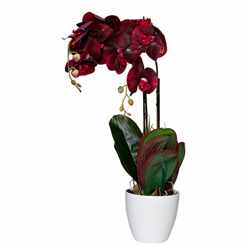 орхидея бордовая в горшке 58 см в Череповце