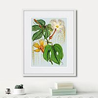 картина: himalaya plants hodsgonia flower white and yellow, 1869г. в Череповце