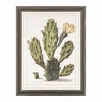 постер opuntia cactus зеленый в Череповце