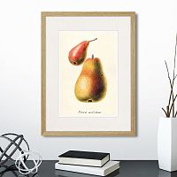 картина: botany illustration №16, 1836г. в Череповце