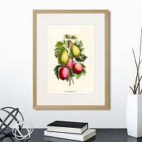 картина: botany illustration №20, 1836г. в Череповце
