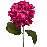 гортензия алая 85 см (12) в Череповце