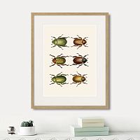 картина: assorted beetles №11, 1735г. в Череповце