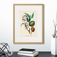 картина: botany illustration №24, 1836г. в Череповце