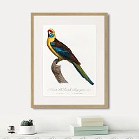 картина: beautiful parrots №12, 1872г. в Череповце