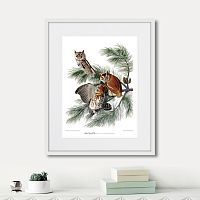 картина: eastern screech owl, 1845г. в Череповце
