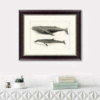 картина: humpback whale (megaptera versabilis), 1859 в Череповце