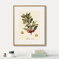 картина: juicy fruit lithography №4, 1870г. в Череповце
