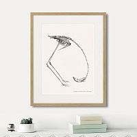 картина: phanicopterus ruber, 1867г. в Череповце