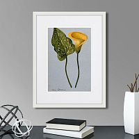 картина: yellow arum lily, 1899г. в Череповце