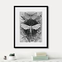картина: art forms of nature №4, 1897г. в Череповце