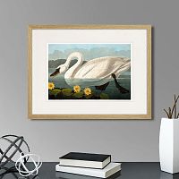 картина: common american swan (white), 1838г. в Череповце