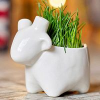 набор для выращивания eco овечка в Череповце