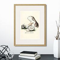 картина: botany illustration №7, 1836г. в Череповце