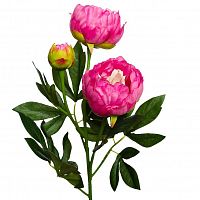 пион розовый 64 см (24) в Череповце