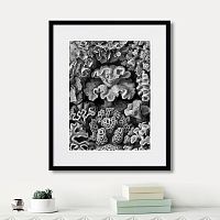 картина: art forms of nature №2, 1897г. в Череповце