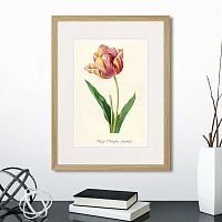 картина: botany illustration №3, 1836г. в Череповце