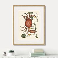 картина: land crab and tapia branch, 1742г. в Череповце